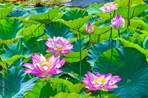  Lotus Pondin Uyumlu Renk Uyumu ve Meditatif Atmosferi!